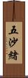 五沙緒 Scroll