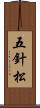 五針松 Scroll