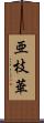 亜枝華 Scroll