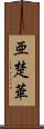 亜楚華 Scroll