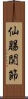 仙腸関節 Scroll