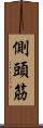 側頭筋 Scroll
