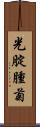 光腚腫菊 Scroll