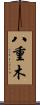 八重木 Scroll
