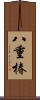 八重椿 Scroll