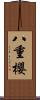 八重櫻 Scroll