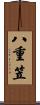 八重笠 Scroll