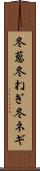 冬葱 Scroll