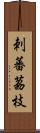 刺蕃茘枝 Scroll