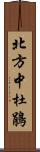 北方中杜鵑 Scroll