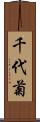 千代菊 Scroll
