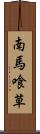 南馬喰草 Scroll