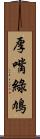 厚嘴綠鳩 Scroll