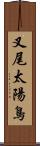 叉尾太陽鳥 Scroll