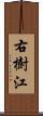 右樹江 Scroll