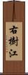 右樹江 Scroll