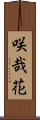 咲哉花 Scroll