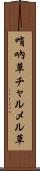 哨吶草 Scroll