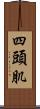 四頭肌 Scroll