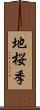 地桜季 Scroll