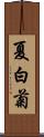 夏白菊 Scroll