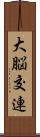 大脳交連 Scroll