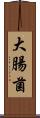 大腸菌 Scroll