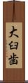大臼歯 Scroll