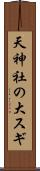 天神社の大スギ Scroll