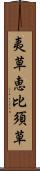 夷草 Scroll