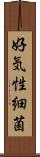 好気性細菌 Scroll