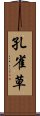 孔雀草 Scroll