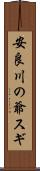 安良川の爺スギ Scroll
