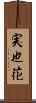 実也花 Scroll
