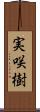 実咲樹 Scroll