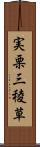 実栗 Scroll