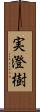 実澄樹 Scroll