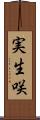 実生咲 Scroll