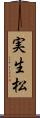 実生松 Scroll