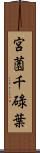 宮薗千碌葉 Scroll