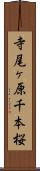 寺尾ヶ原千本桜 Scroll