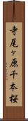 寺尾ヶ原千本桜 Scroll