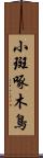 小斑啄木鳥 Scroll