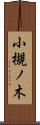 小槻ノ木 Scroll
