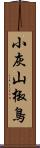 小灰山椒鳥 Scroll