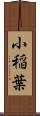 小稲葉 Scroll