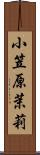 小笠原茉莉 Scroll