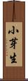 小芽生 Scroll