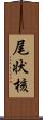 尾状核 Scroll