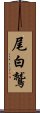 尾白鷲 Scroll